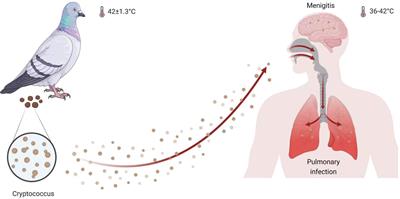 The function and regulation of heat shock transcription factor in Cryptococcus